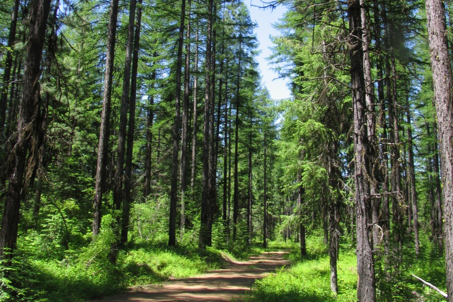 Wald