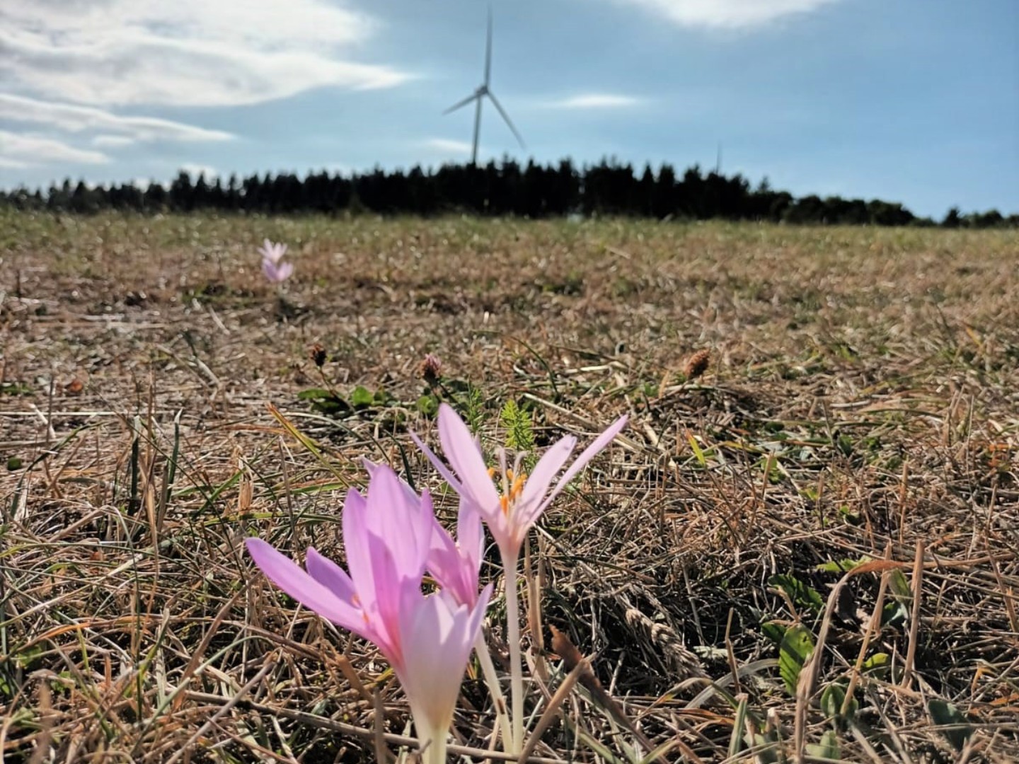Nachhaltige Investitionen: Blume und Windrad auf einem Feld.