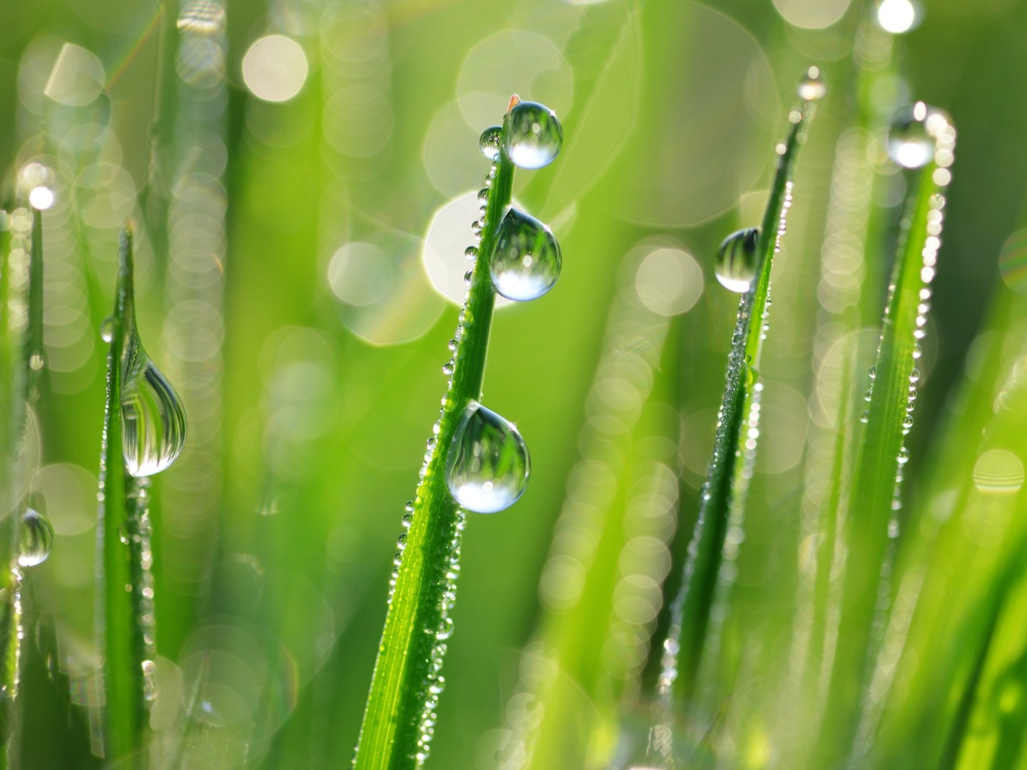 Nachhaltigkeit im Konzern: Gräser mit Regentropfen.