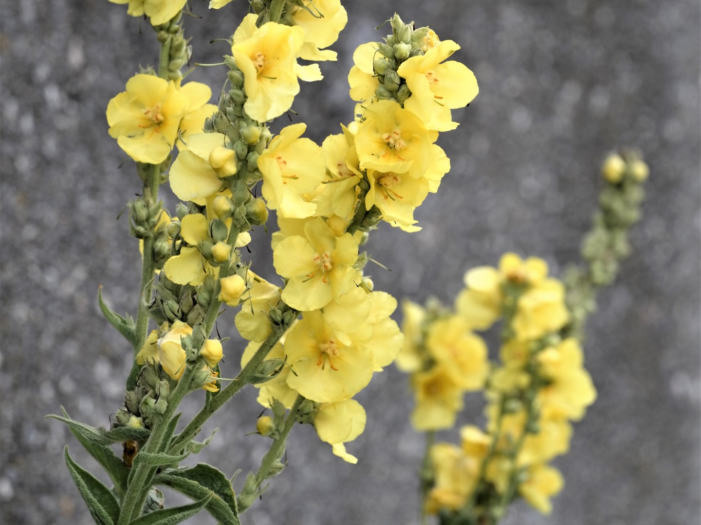Unser Nachhaltigkeitskonzept: Gelbe Blumen vor einer grauen Wand.