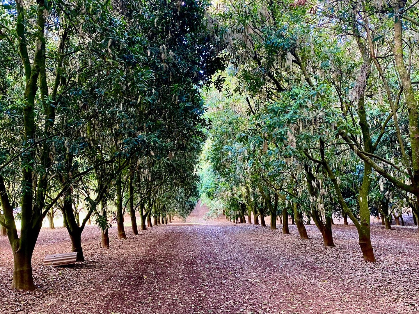 Nachhaltige Investitionen: Plantage.