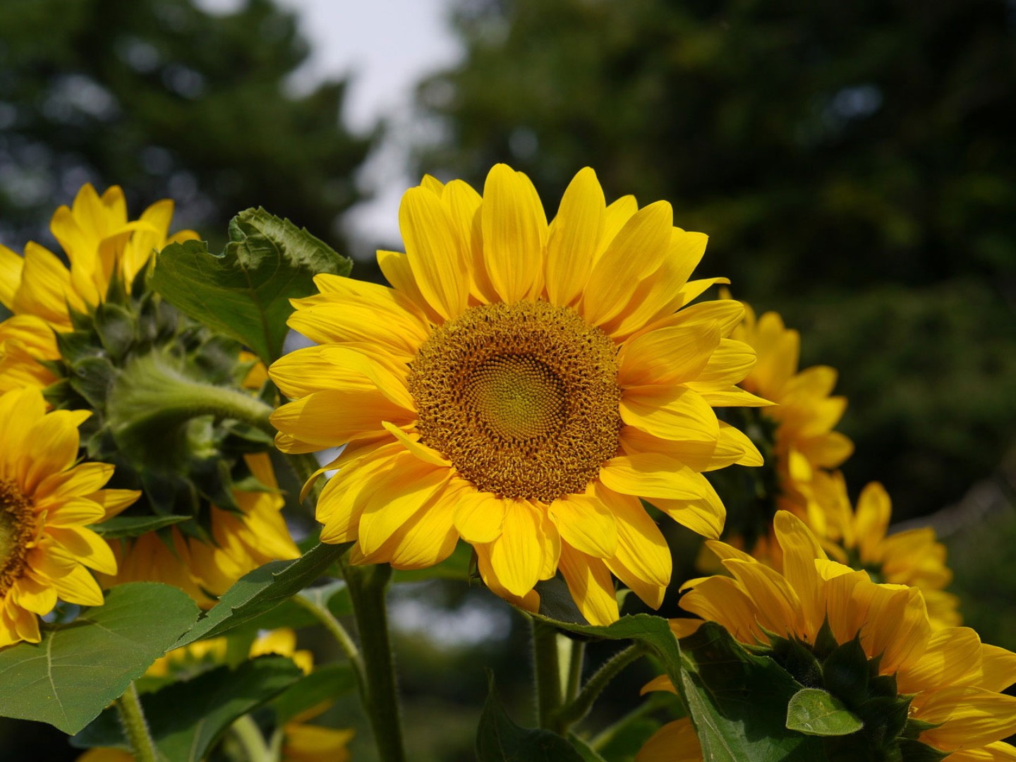 Unser Nachhaltigkeitskonzept: Sonnenblumen auf einem Feld.